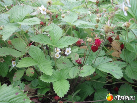 Урожай земляники, альбом: Моя отрада