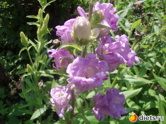 Колокольчик "Чашка с блюдцем", альбом: Моя отрада