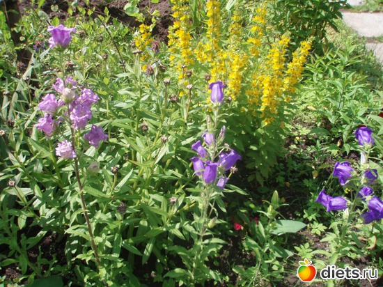 16 фото: Моя отрада