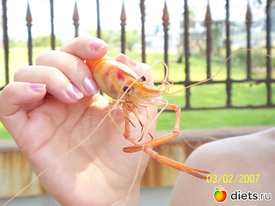 � �� �������� �������..., ������: �������, �� �� ����, �� �� ���������� ��� ���...