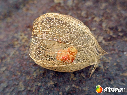 Вот такое ажурное чудо однажды появилось из под снега (прошлогодняя коробочка физалиса)