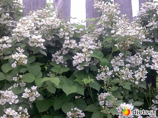 Самое прекрасное время когда что то цветет!