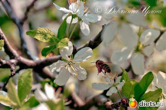 Расцветали яблони и груши....