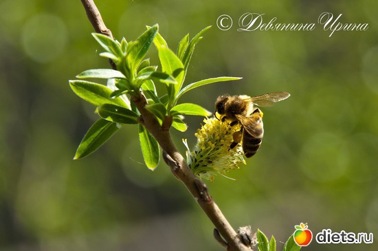 Полетели пчелки...