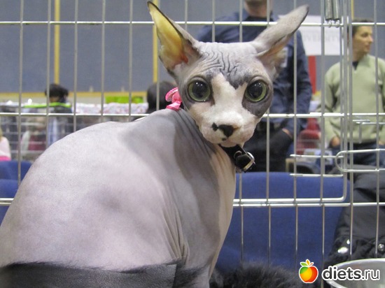 ...�������������..., ������: ���-�-�