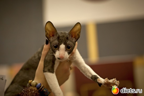 ��� ����� ��������..., ������: ���-�-�