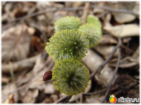 Такая первая нежность.