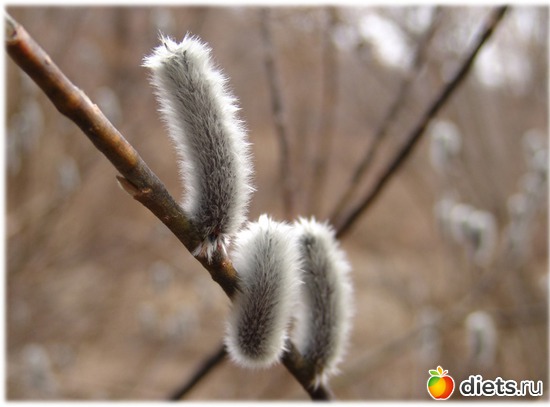 Скоро Вербное Воскресенье.