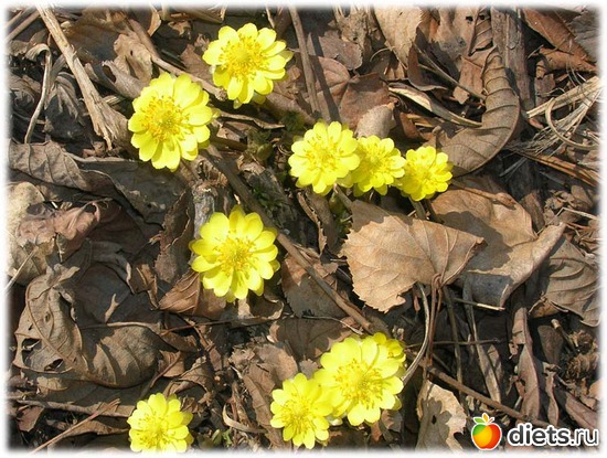 Первые цветы для нас любимых...