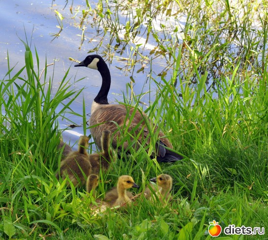 Весна - это время любви, создания семьи.
