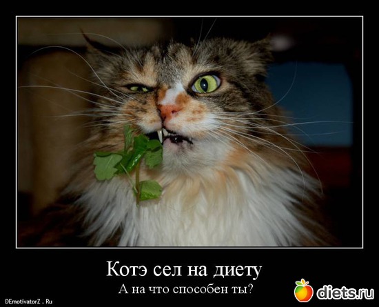 15 ����: ���������