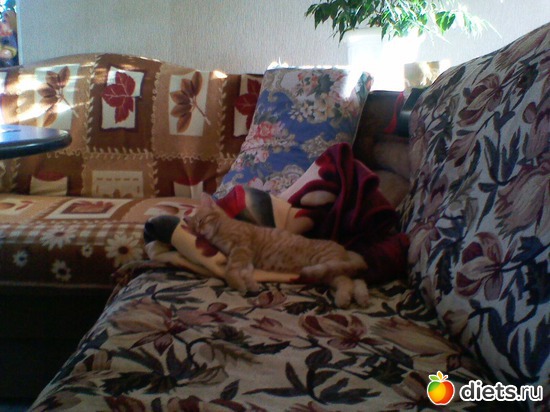 2 фото: Любимые животные + разное, но красивое.