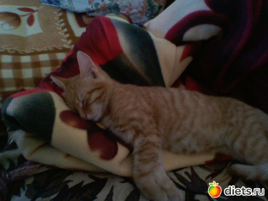 3 фото: Любимые животные + разное, но красивое.