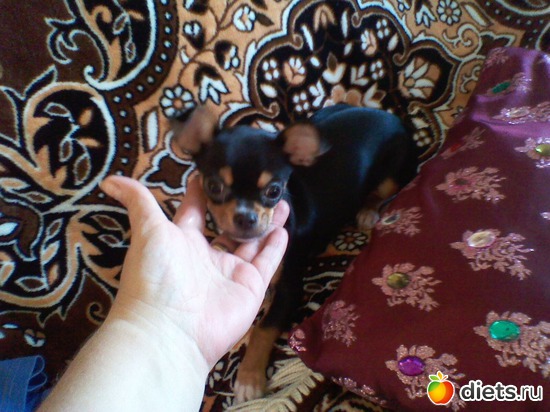 4 фото: Любимые животные + разное, но красивое.