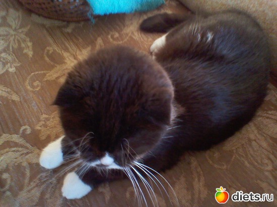 5 фото: Любимые животные + разное, но красивое.