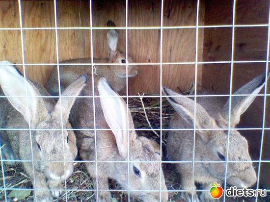 11 фото: Любимые животные + разное, но красивое.