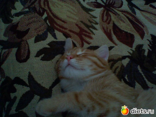 18 фото: Любимые животные + разное, но красивое.