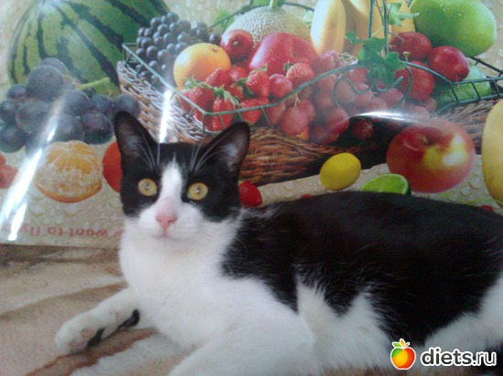 фото на обложку журнала о котах..., альбом: Растём! Бонифацию уже 8 месяцев.