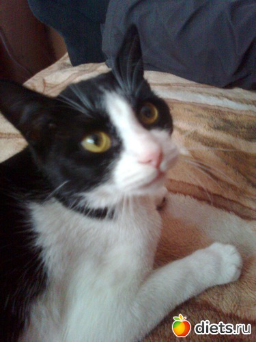 самый лучший котик!, альбом: Растём! Бонифацию уже 8 месяцев.