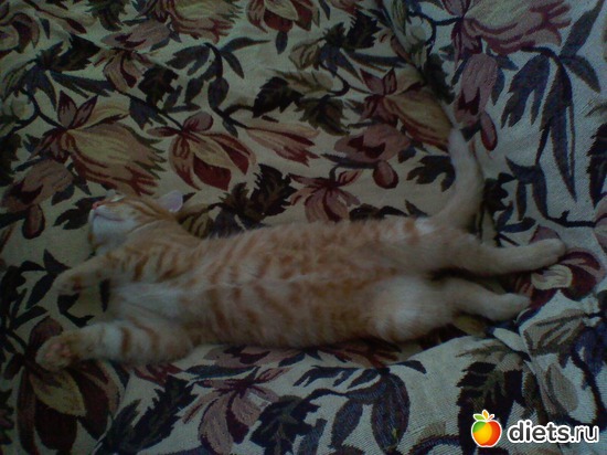 19 фото: Любимые животные + разное, но красивое.