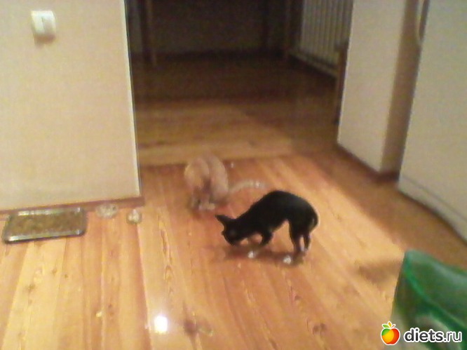 26 фото: Любимые животные + разное, но красивое.