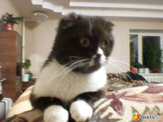 27 фото: Любимые животные + разное, но красивое.