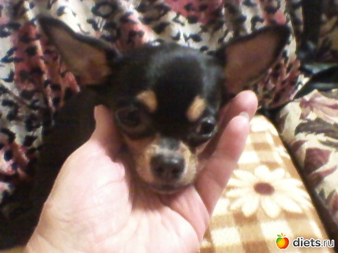 28 фото: Любимые животные + разное, но красивое.