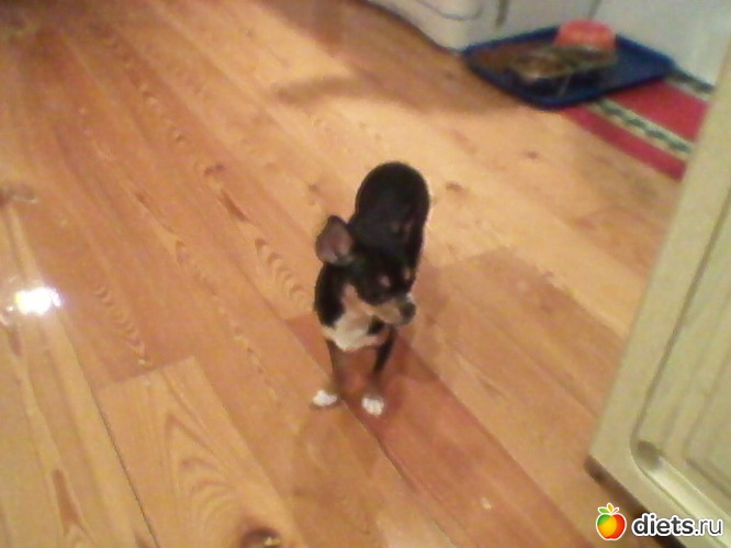 30 фото: Любимые животные + разное, но красивое.