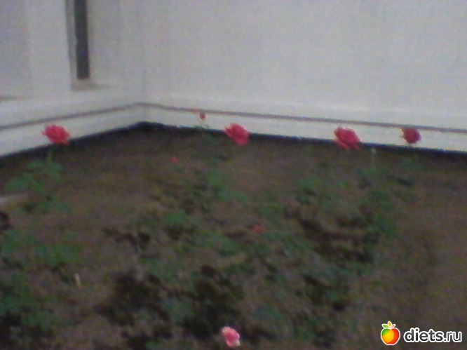 34 фото: Любимые животные + разное, но красивое.