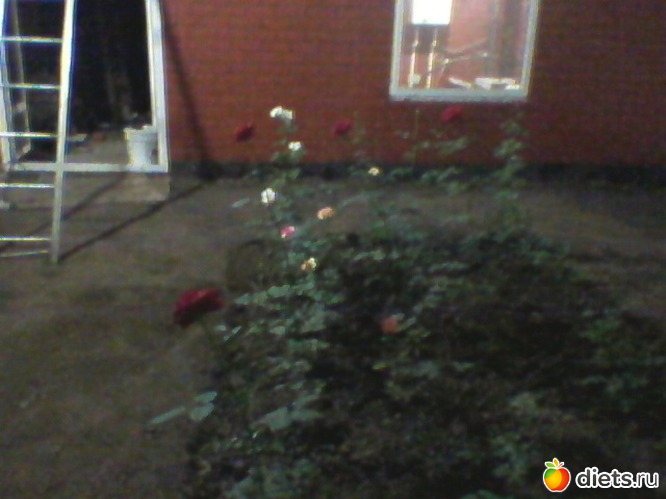 35 фото: Любимые животные + разное, но красивое.