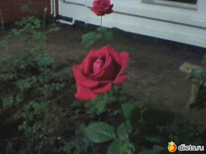 36 фото: Любимые животные + разное, но красивое.