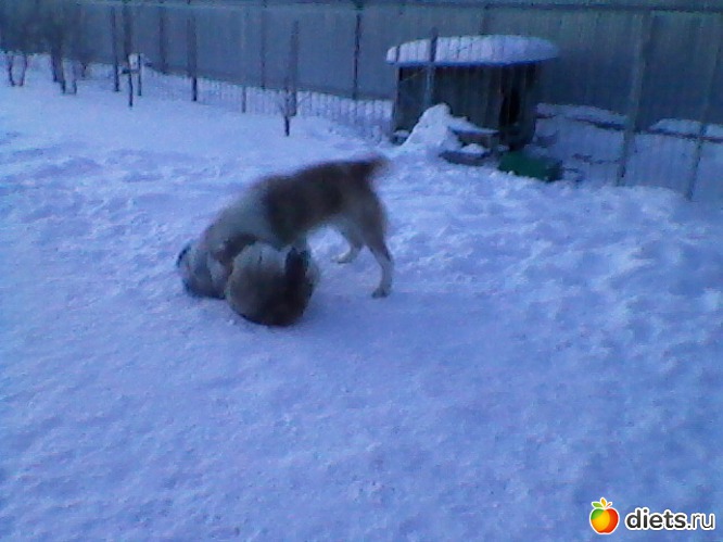 38 фото: Любимые животные + разное, но красивое.