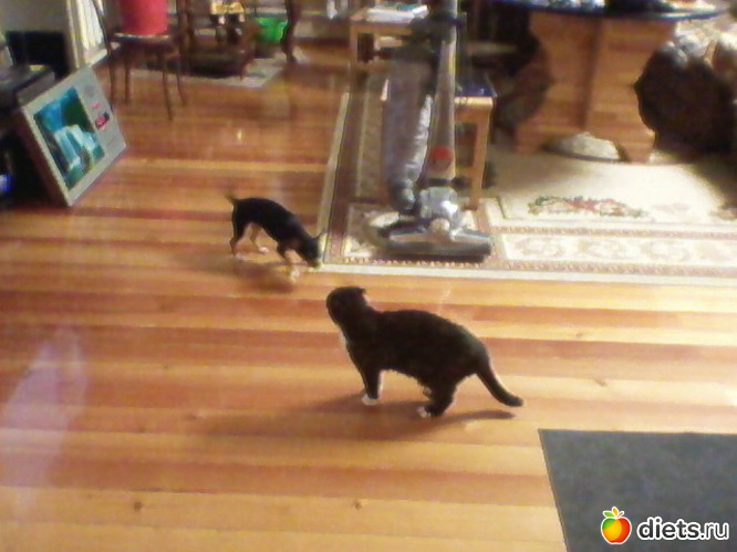 39 фото: Любимые животные + разное, но красивое.