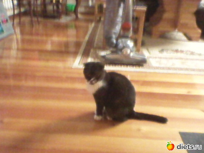 40 фото: Любимые животные + разное, но красивое.