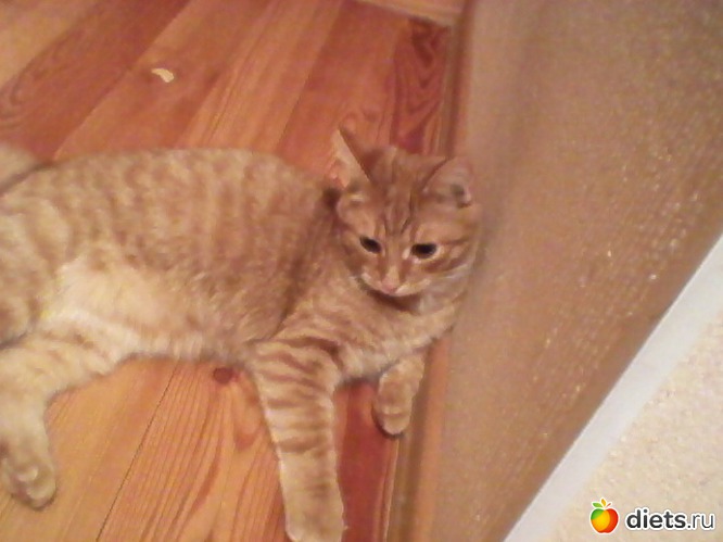 41 фото: Любимые животные + разное, но красивое.