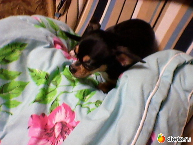 42 фото: Любимые животные + разное, но красивое.