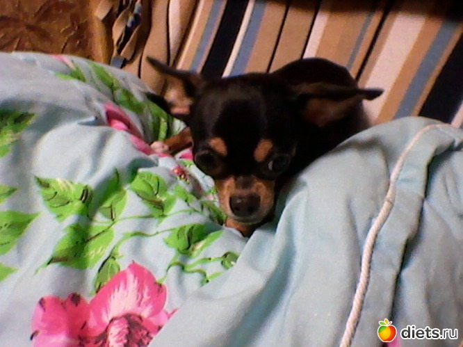 43 фото: Любимые животные + разное, но красивое.