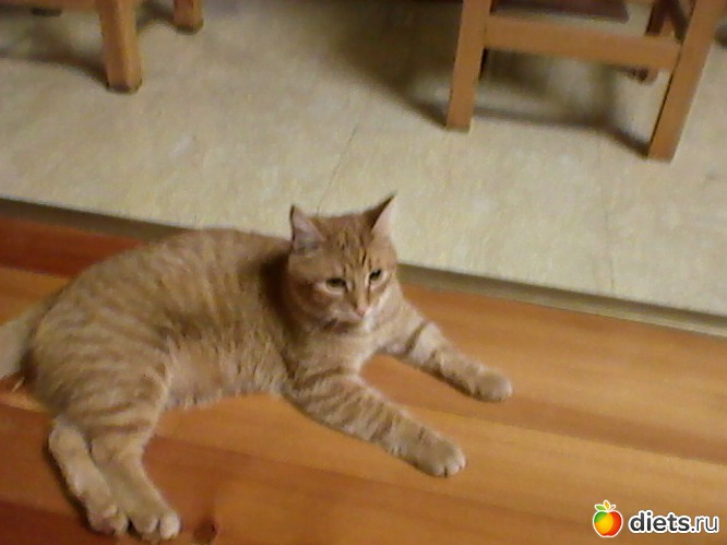 44 фото: Любимые животные + разное, но красивое.