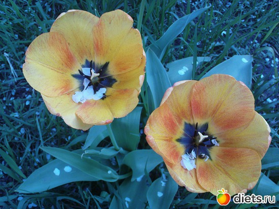 Желтые тюльпаны в наряде из лепестков вишни