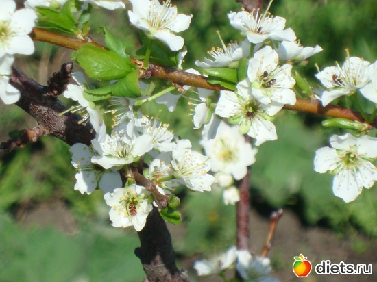 Яблонька в саду дождалась весны!