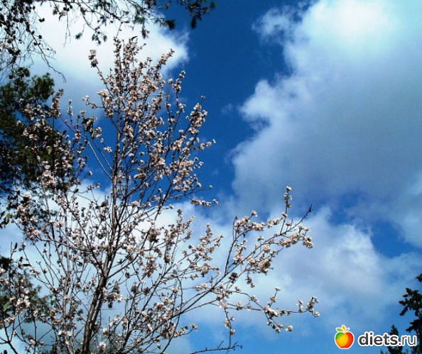 Цветет миндаль