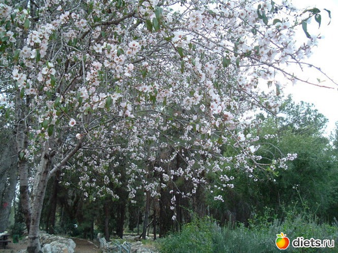 Цветущий миндаль