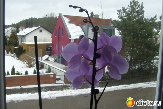 ���� ��������� � ���������, ������: ����� � �������