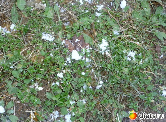 Первая проталина.