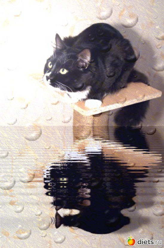 6 ����: ACDSee Pro