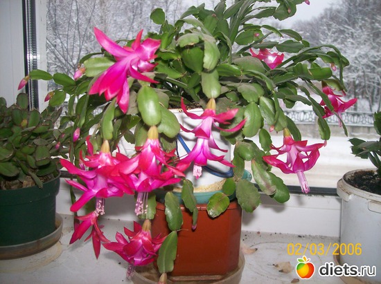 ������ ������ �������, ������: ��������