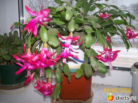 3 фото: Цветочки