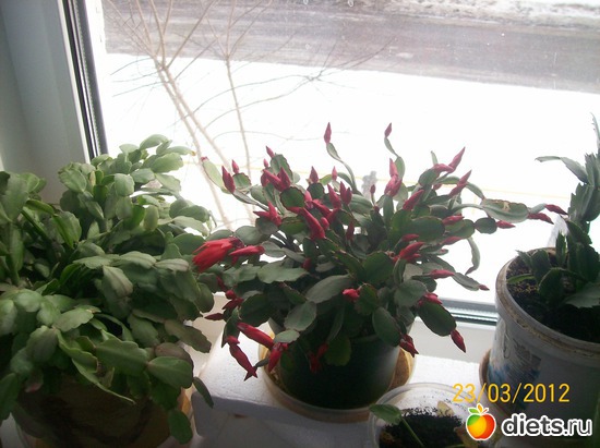 а скоро красный распустится, альбом: Цветочки