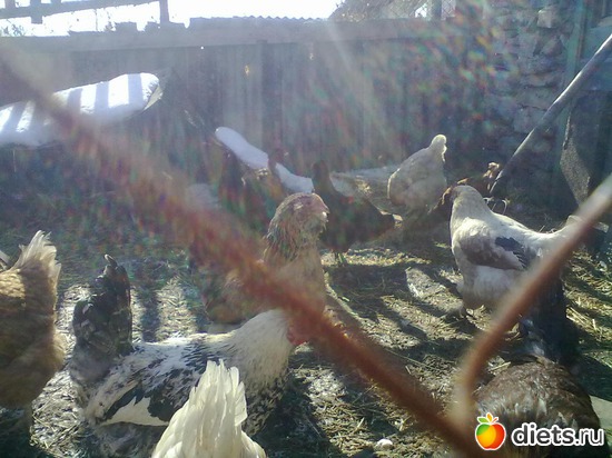 1 ����: ��� �����