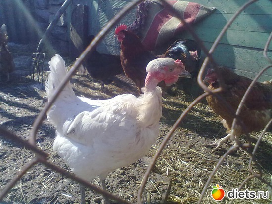 2 ����: ��� �����